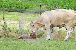 Just Born