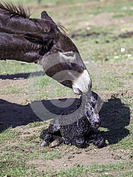 Just born baby of a donkey