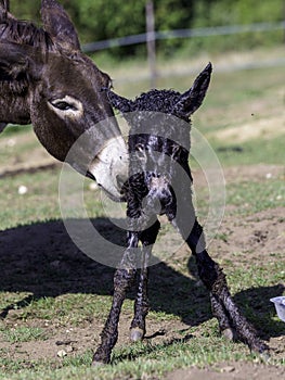 Just born baby of a donkey mother`s care