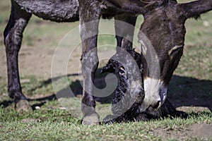 Just born baby of a donkey mother`s care