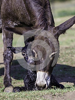 Just born baby of a donkey mother`s care