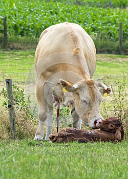 Just Born Cow
