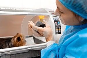 Just born puppy in pet hospital. Pet healthcare concept