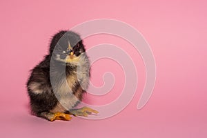 Just born a small chicken born is sitting on small paws on a pink background