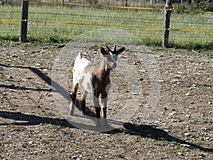 Just born white and brown goat goatling nannie