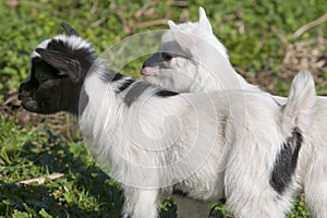 Just born white goatling nannie