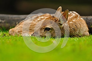 Just born young fallow deer