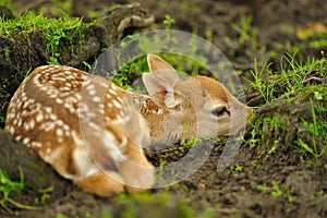Just born young fallow deer