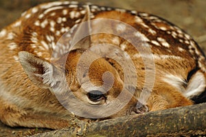 Just born young fallow deer