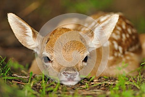 Just born young fallow deer