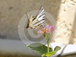 Just butterfly greece Rhodos
