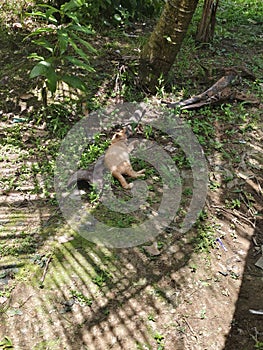 Just a cat taking a nap