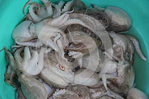 Just catch octopus In SHENZHEN shekou fishing port