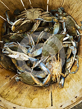 Just caught Blue Crabs in basket