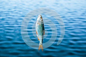 Just caught fish on a fishing line and a hook on the background of the river