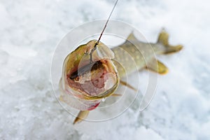 Just caught Pike with small bait fish in its mouth, ice winter fishing