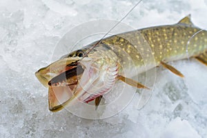 Just caught Pike with small bait fish in its mouth, ice winter fishing