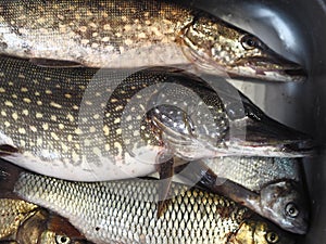 Just caught river fish in a metal container.Pike,Chub, and bream