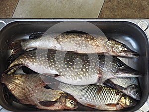 Just caught river fish in a metal container.Pike,Chub, and large bream