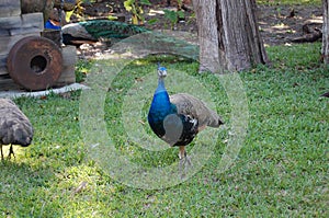 Just a Cocky Peafowl Strutting Around