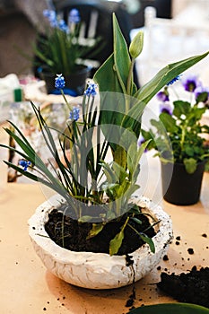 Just created floral arrangements of tulips, violets and muscari in semicircular flower pots