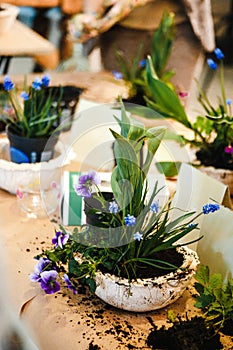 Just created floral arrangements of tulips, violets and muscari in semicircular flower pots