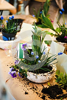 Just created floral arrangements of tulips, violets and muscari in semicircular flower pots