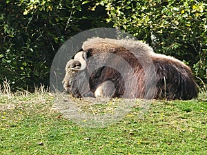 musk oxen sitting quietly on the edge of the trees