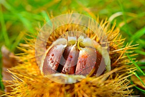 Just fallen down chestnuts in their hedgehog