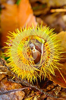 Just fallen down chestnuts in their hedgehog