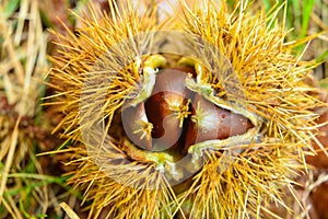 Just fallen down chestnuts in their hedgehog