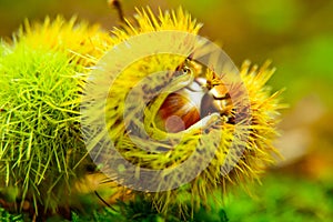 Just fallen down chestnuts in their hedgehog