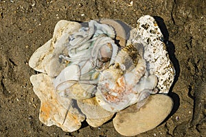 Just fished Octupus and cuttlefish.