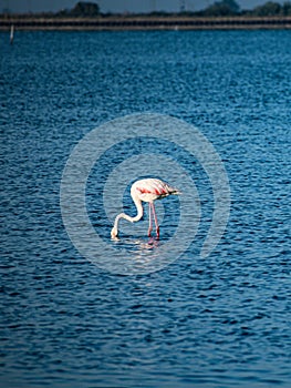 Just a flamingo