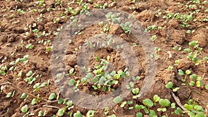 Just germinate Mustard plant in vegetable garden.