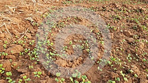 Just germinate Mustard plant in vegetable garden.