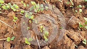 Just germinate Mustard plant in vegetable garden.