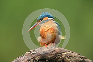 Just gorgeous.Kingfisher.