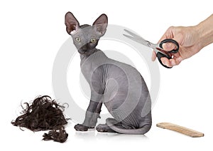 Just haircutted kitty cat