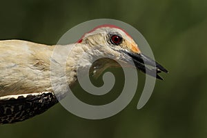 Just Hangin' Out (Red-bellied Woodpecker)