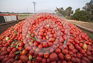 Just harvested loaded gondola tank at tomato field
