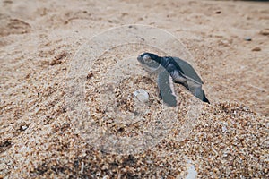 Just hatched baby sea turtle on it`s way to the ocean, Sri Lanka