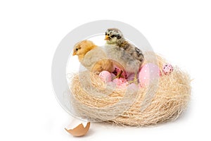 Just hatched chicken and Easter eggs isolated on white background.