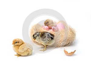 Just hatched chicken and Easter eggs isolated on white background.