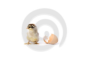 Just hatched chicken and Easter eggs isolated on white background.