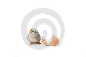 Just hatched chicken and Easter eggs isolated on white background.