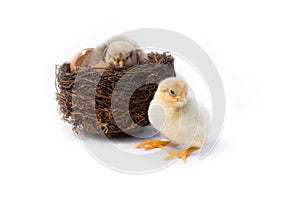 Just hatched chicken and Easter eggs isolated on white background.