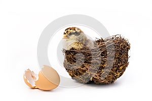 Just hatched chicken and Easter eggs isolated on white background.