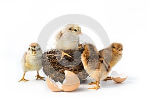 Just hatched chicken and Easter eggs isolated on white background.