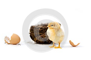 Just hatched chicken and Easter eggs isolated on white background.